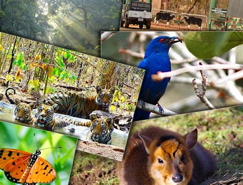 Top 5 Wildlife Sanctuaries in Maharashtra | The Royale