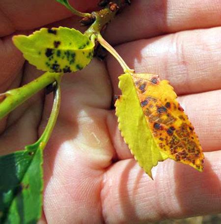 Cherry Tree Leaf Spot Disease