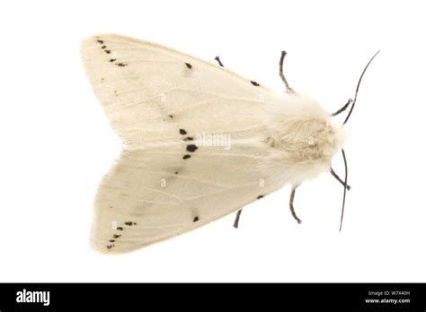 White ermine moth hi-res stock photography and images - Alamy