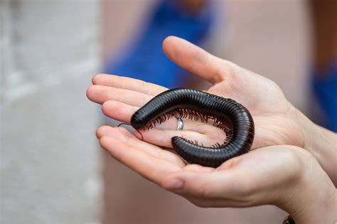 How to Care for Pet Millipedes | Raising Giant African Millipedes ...