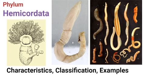 Phylum Hemichordata- Characteristics, classification, examples