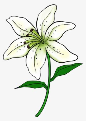 Learn To Draw A Beautiful Lily - Lily Flower Drawing Easy - Free ...