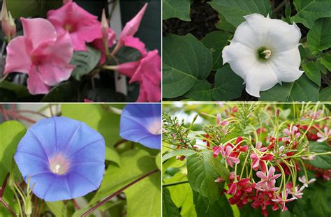 Balcony Garden | flowering vines for Balcony garden | Climbing plants ...