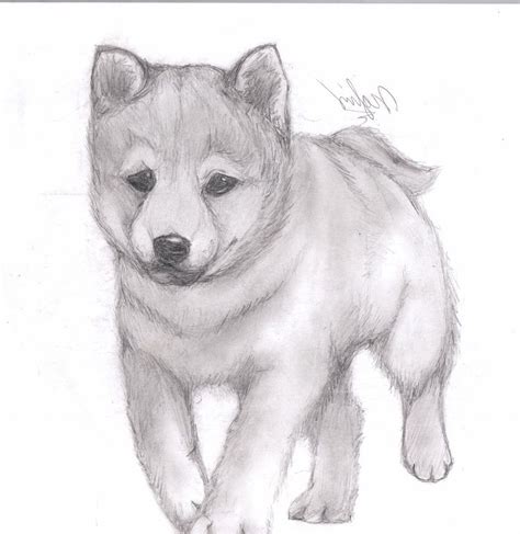 Image associée | Animal drawings, Cute animal drawings, Animal sketches