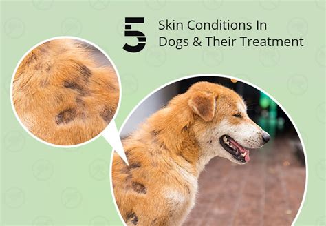 PCS-5-Skin-Conditions-In-Dogs - PetCareSupplies Blog