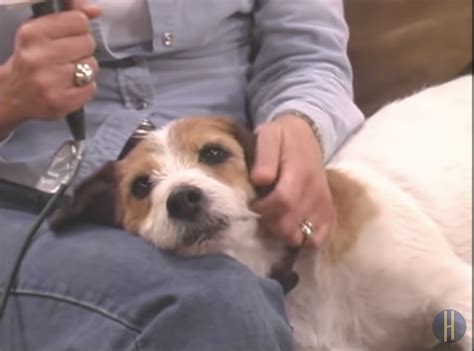 A Few Fun Facts About the Rescue Dog that Played Eddie on "Frasier ...