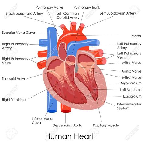 Human Heart Anatomy Diagram - Health Images Reference