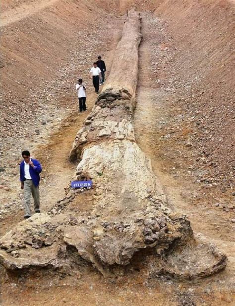 Largest complete fossilized tree in the world: Fossil trees that approached the heights of today ...