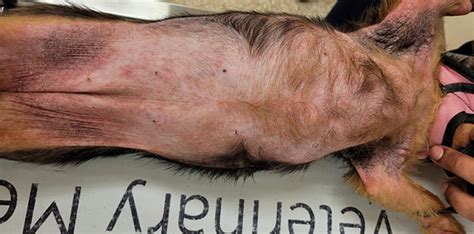 Canine Atopic Dermatitis: Update on Treatment Options - Veterinary Medicine at Illinois