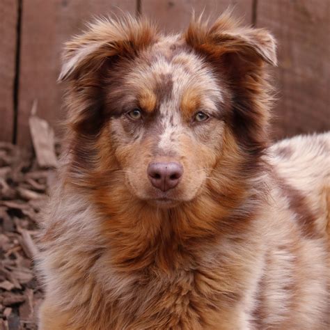 Australian Shepherd Puppies for Sale | Rising Sun Farm