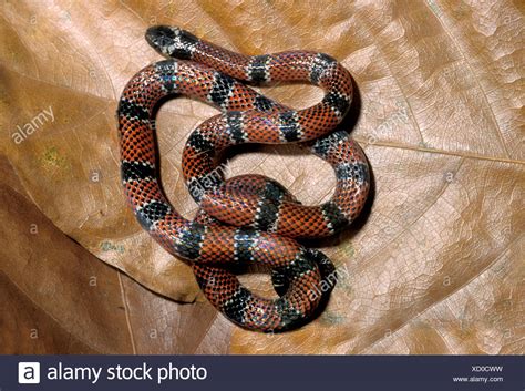 Elapid Snake High Resolution Stock Photography and Images - Alamy