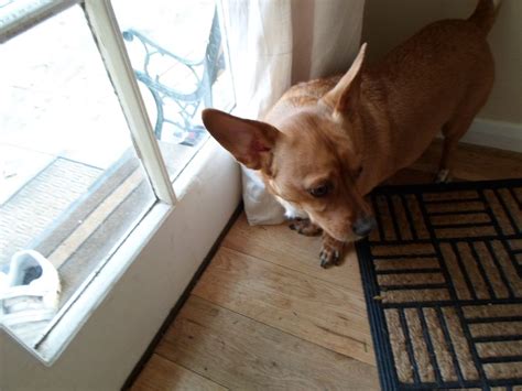 Chigi (Corgi Chihuahua mix) Facts, Temperament, Training, Puppies, Pictures