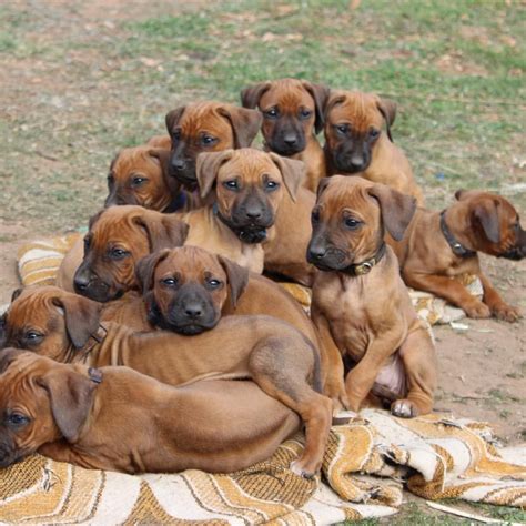 511 Likes, 23 Comments - Our Pack (@rhodesianridgebackadventures_1) on Instagram: “Puppers ...