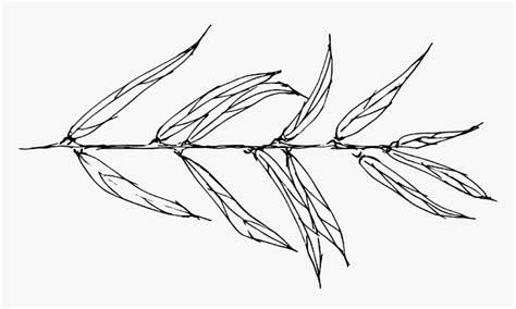 Willow Drawing Black And White - Willow Leaves Sketch, HD Png Download ...