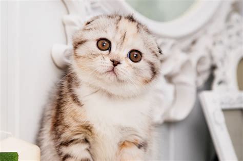 Scottish Fold Munchkin Cat - That Cuddly Cat