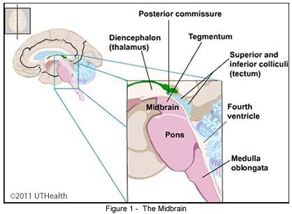 Neuroanatomy Online: Lab 1 - Overview of the Nervous System - Mesencephalon - Midbrain