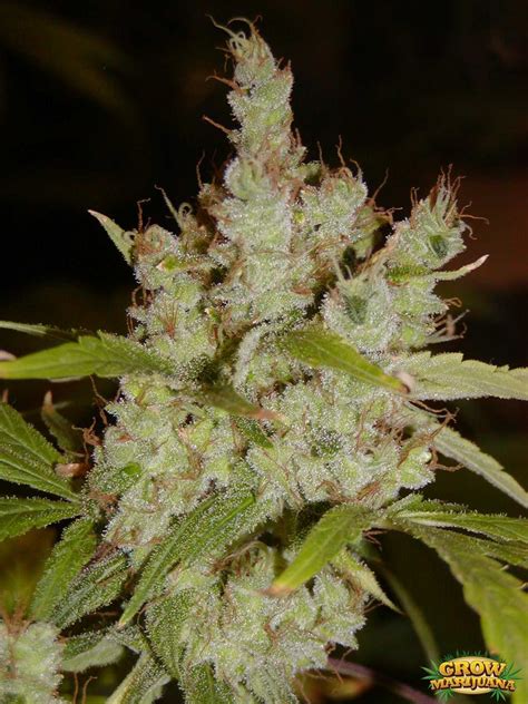 Mango Weed Seeds - Strain Review | Grow-Marijuana.com