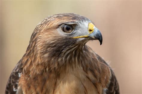 Qu’est-ce qu’un rapace ? Comment les différencier