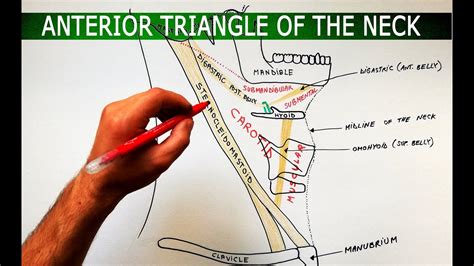 The Anterior Triangle of the Neck - Boundaries Subdivisions | Anatomy Tutorial - YouTube