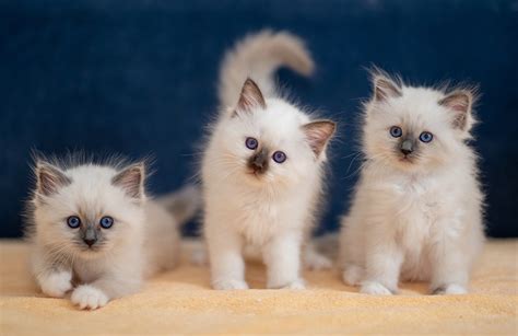 Desktop Wallpapers animal White Cats Birman Kittens Three 3