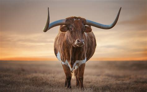 Longhorn Cattle Background Wallpapers 74568 - Baltana