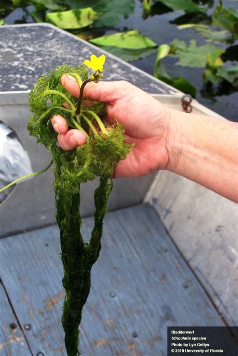 Florida's Aquatic Carnivorous Plants - Yes, Aquatic! - UF/IFAS Extension Calhoun County