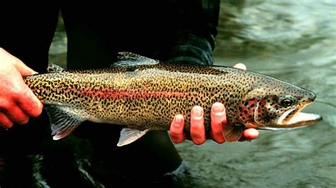 Rainbow Trout Wallpapers - Wallpaper Cave