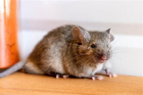 What Do Mice Eat? - Proctor Pest Control