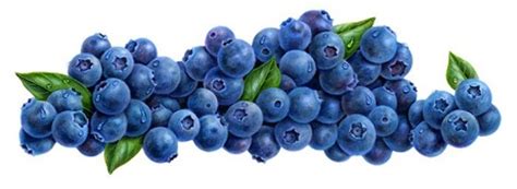 Download High Quality blueberry clipart bush Transparent PNG Images ...