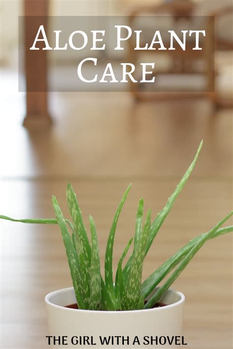 Essential Tips for Aloe Plant Care