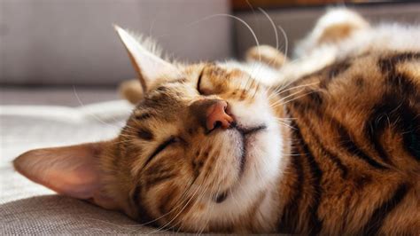 Natural Calming Herbs and Supplements for Cats | PetMD