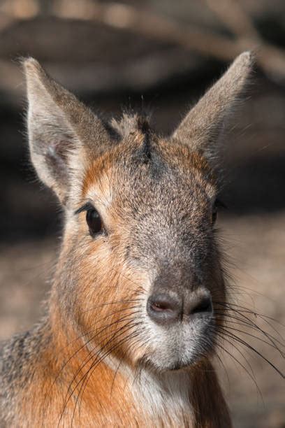 Mara Rodent Stock Photos, Pictures & Royalty-Free Images - iStock