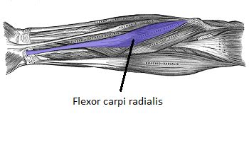 Flexor Carpi Radialis | Location, Function & Action | Study.com