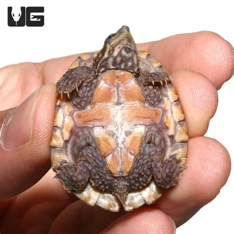 Baby Razorback Musk Turtles For Sale - Underground Reptiles