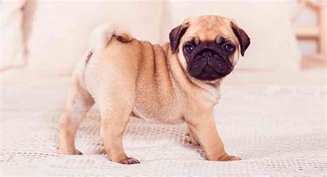 Pug Dog Breed Care And Adoption Guide