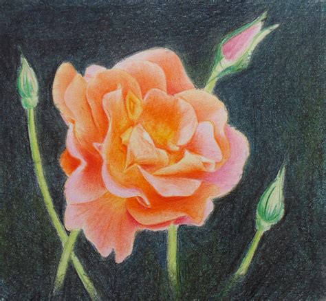Realistic Rose Color Pencil Drawing