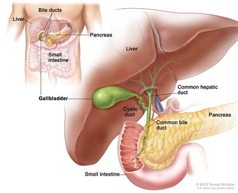 Definition & Facts for Gallstones - NIDDK