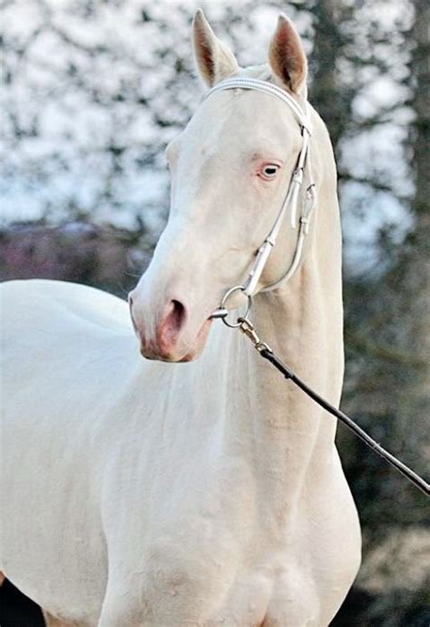 Cremello Akhal teke stallion, Tesla. | Akhal teke, Akhal teke horses, Horses