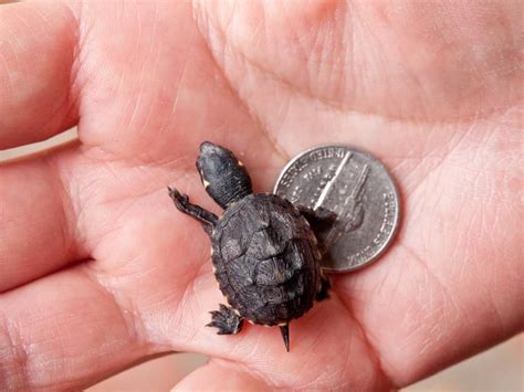 my son's baby musk. The tortoise eggs look EXACTLY like pingpong balls! | Cute baby turtles ...