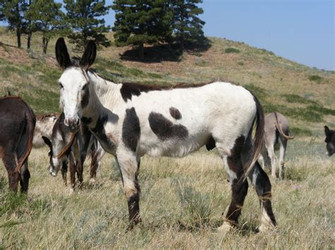 Poitou crosses Breeding Jacks | Animaux, Poitou