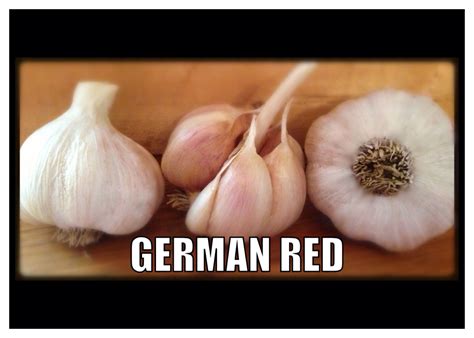 German Red Garlic from A&L Garlic Farms. | Garlic farm, Garlic, Garlic bulb