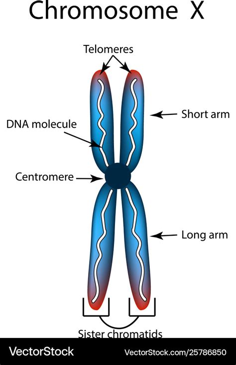 The structure chromosome infographics Royalty Free Vector