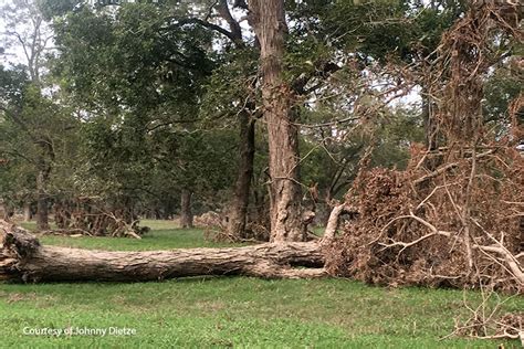 Pecan orchards take hit from Harvey - Texas Farm Bureau