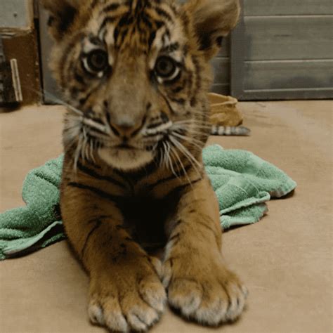 Zoo Animals GIFs - Get the best GIF on GIPHY