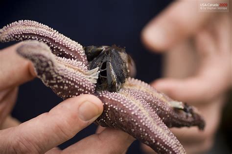 starfish feeding | A starfish feeding on a clam at Long beac… | Flickr