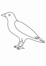 Coloring Pages Crow sketch template