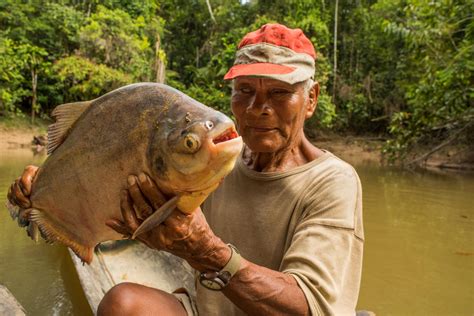 testicle-eating pacu fish 'on its way to the UK' | Metro News