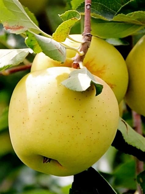 Golden Delicious Apple | Apple Trees | Plant Me Green