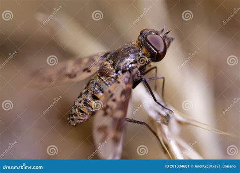 Exoprosopa fascipennis stock image. Image of black, garden - 281034681