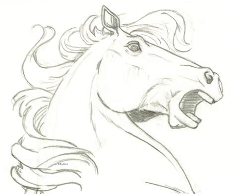 Horse head- surprise | Horse head drawing, Horse drawings, Horse sketch